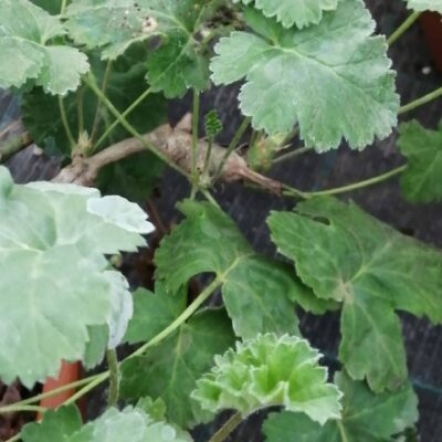 Pelargonium gibbosum Rosa