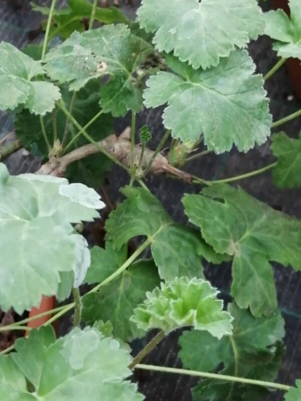 Pelargonium gibbosum Rosa, pianta da interno e da esterno