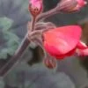 Pelargonium Wallis Friesdorf, pianta da esterno