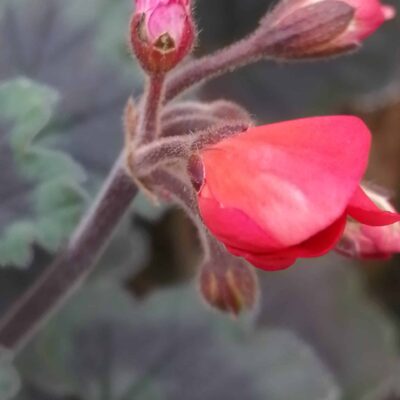 Pelargonium Wallis Friesdorf
