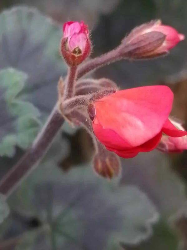 Pelargonium Wallis Friesdorf, pianta da esterno