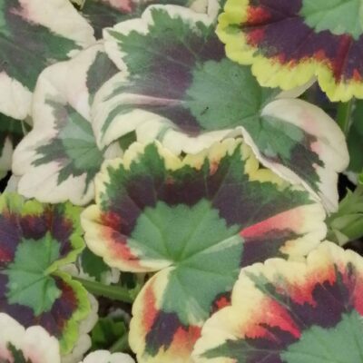 Pelargonium x hortorum Masterpiece