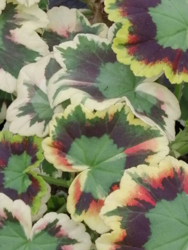 Pelargonium x hortorum Masterpiece, pianta da esterno