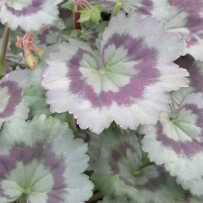 Pelargonium Friesdorf