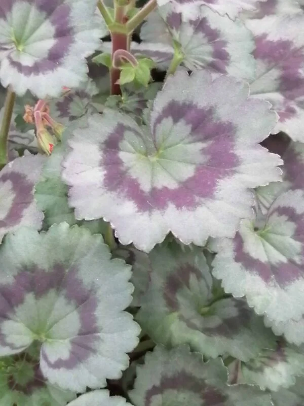 Pelargonium Friesdorf, pianta da esterno