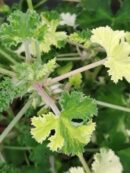 Pelargonium Peach Cream