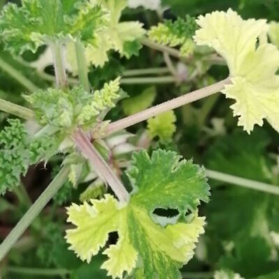 Pelargonium Peach Cream