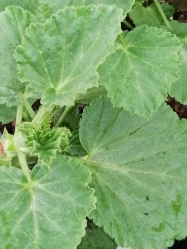 Pelargonium betulinum, pianta da esterno