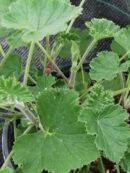 Pelargonium cordifolium