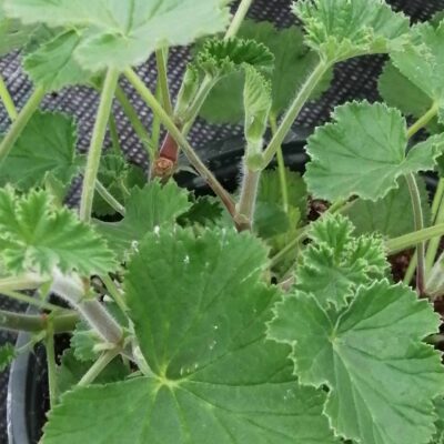 Pelargonium cordifolium