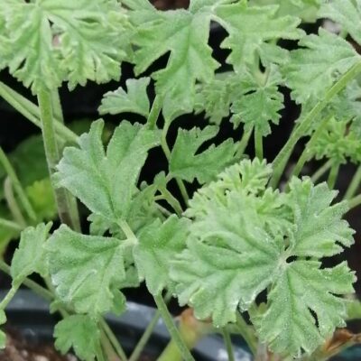 Pelargonium trifidum