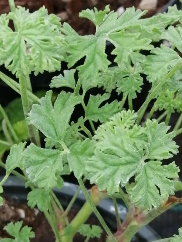 Pelargonium trifidum, pianta da esterno