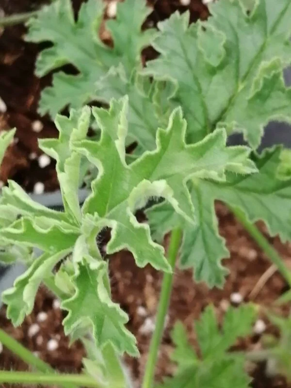 Pelargonium dasyphyllum, pianta da esterno