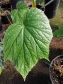 Begonia palmata Snow Splash