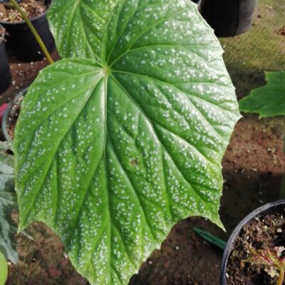 Begonia palmata Snow Splash
