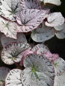 Begonia Silver Lace