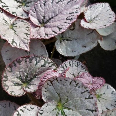 Begonia Silver Lace