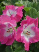 Pelargonium x grandiflorum Melva