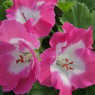 Pelargonium x grandiflorum Melva
