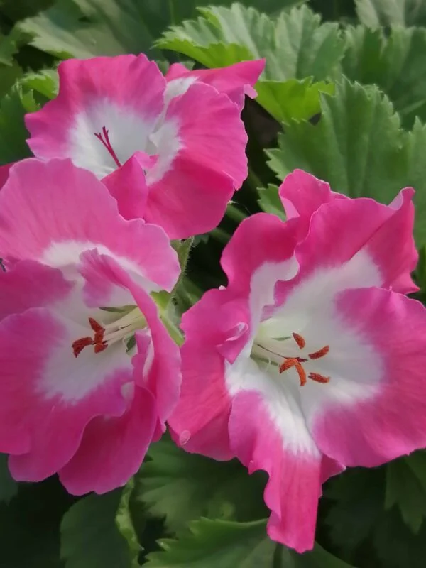 Pelargonium x grandiflorum Melva, pianta da esterno