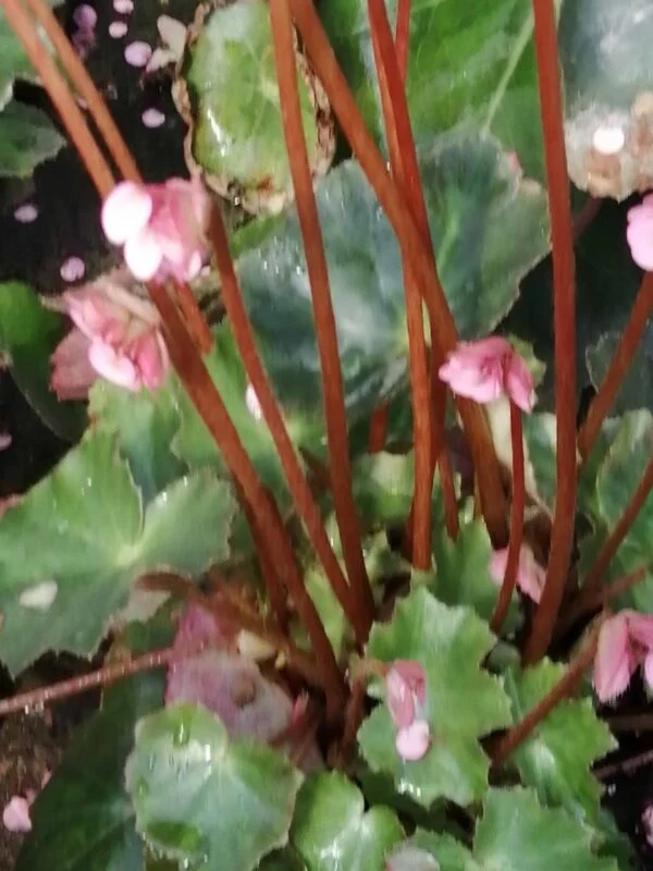 Begonia Prince, foto 2