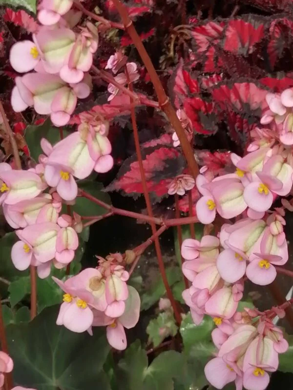 Begonia Prince, pianta da interno