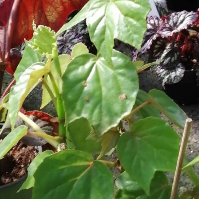 Begonia Ferdinand La Porte