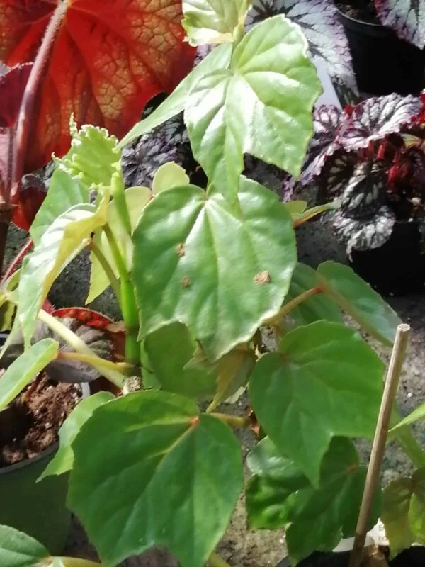 Begonia Ferdinand La Porte, pianta da interno