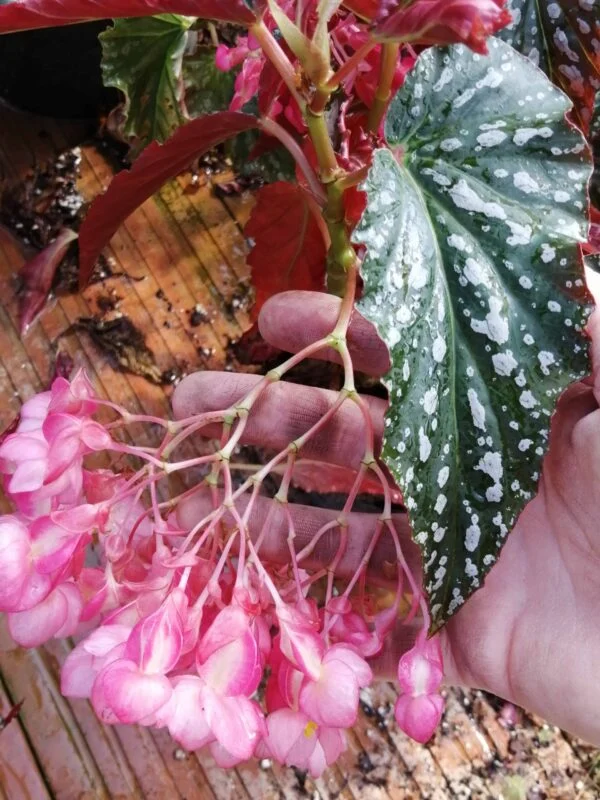 Begonia 'Guy Savard 2', foto 2