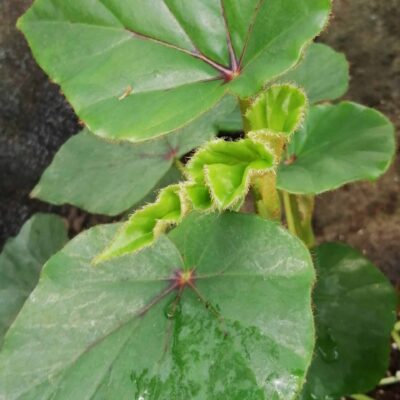 Begonia cyathophora