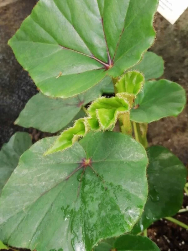 Begonia cyathophora, pianta da interno