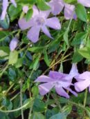 Vinca minor Josephine