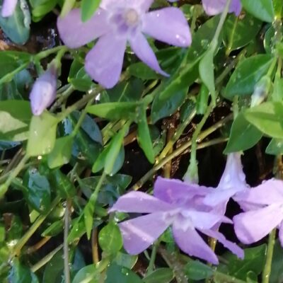 Vinca minor Josephine