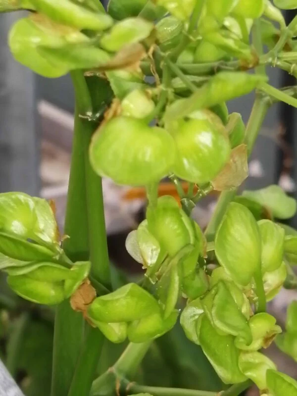 Begonia thiemei, sin. Begonia macdougallii var. macdougallii, foto 2