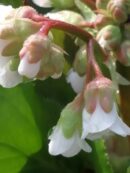 Bergenia Bressingham White