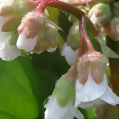Bergenia Bressingham White