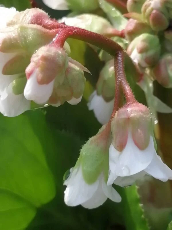 Bergenia Bressingham White, pianta da esterno