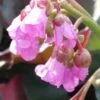 Bergenia cordifolia Winterglut, pianta da esterno