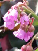 Bergenia cordifolia Winterglut