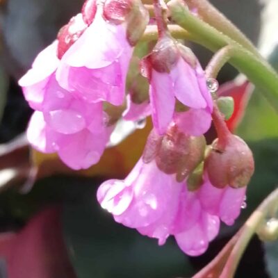 Bergenia cordifolia Winterglut