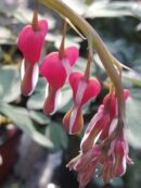Dicentra spectabilis