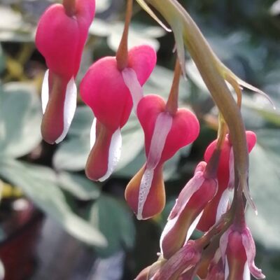 Dicentra spectabilis