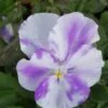 Viola Columbine, pianta da esterno