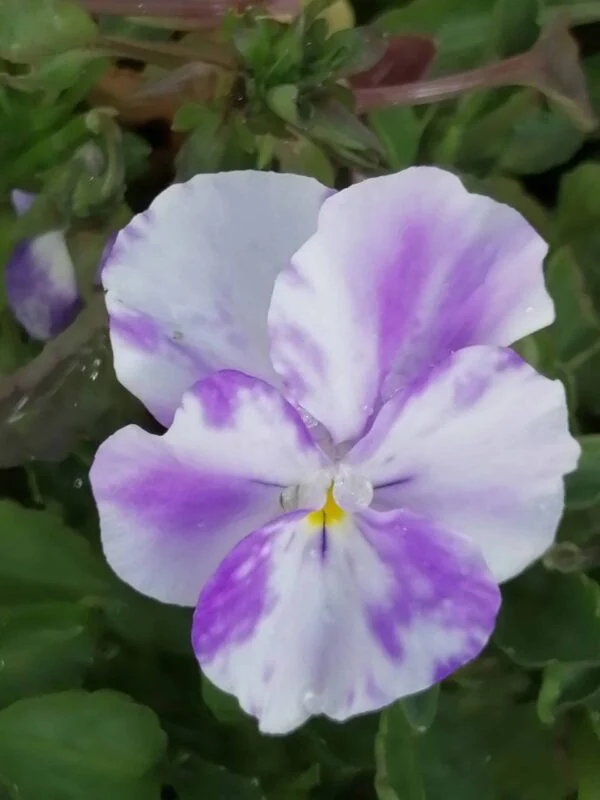 Viola Columbine, pianta da esterno