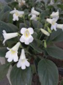 Primulina Purpelina White