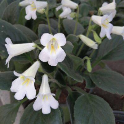 Primulina Purpelina White