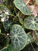 Begonia goegoensis , N.E. Brown