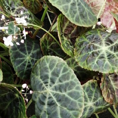 Begonia goegoensis , N.E. Brown