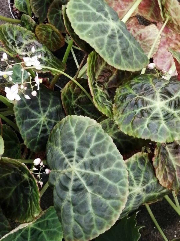 Begonia goegoensis, N.E. Brown, pianta da interno