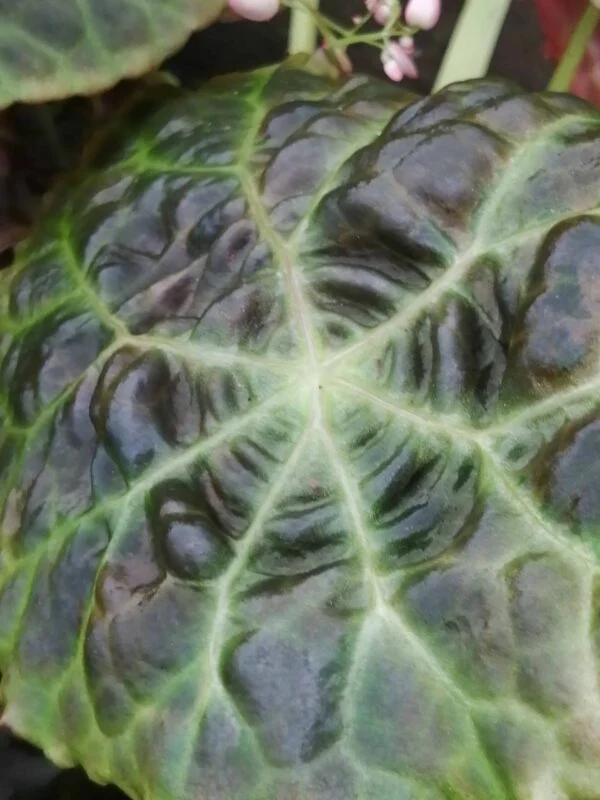 Begonia goegoensis, N.E. Brown, foto 2